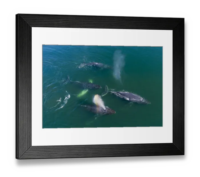 Framed Print : USA, Alaska, Aerial view of Humpback Whales (Megaptera novaeangliae Framed Print : USA, Alaska, Aerial view of Humpback Whales (Megaptera novaeangliae