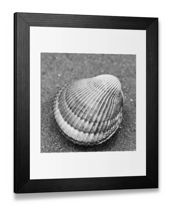 Framed Print : Alaska, Ketchikan, cockle shell on beach