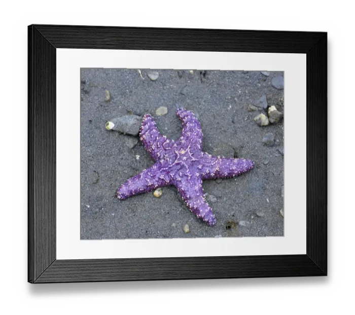 Framed Print : Alaska, Ketchikan, Sea star (Pisaster orchraceus)