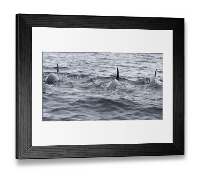 Framed Print : USA, Alaska, Sitka, Sitka Sound killer whales playing in water Framed Print : USA, Alaska, Sitka, Sitka Sound killer whales playing in water
