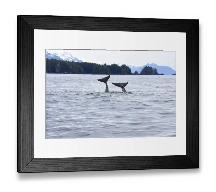 Framed Print : USA, Alaska, Sitka, Sitka Sound killer whales playing in water Framed Print : USA, Alaska, Sitka, Sitka Sound killer whales playing in water