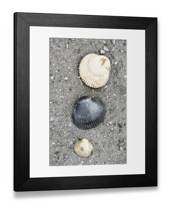 Framed Print : Alaska, Ketchikan, cockle shells on beach
