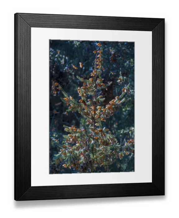 Framed Print : A monarch butterfly Christmas Tree, El Rosario Reserve, Mexico