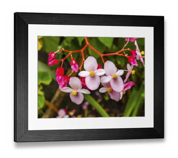 Framed Print : Pink flowering Begonia, Easter Island, Chile Framed Print : Pink flowering Begonia, Easter Island, Chile
