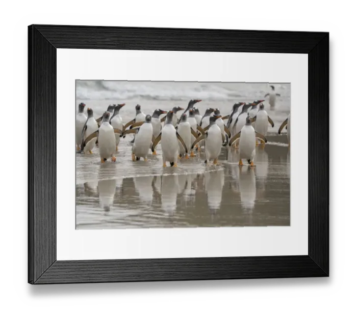 Framed Print : Falkland Islands, Grave Cove. Gentoo penguins emerging from ocean Framed Print : Falkland Islands, Grave Cove. Gentoo penguins emerging from ocean