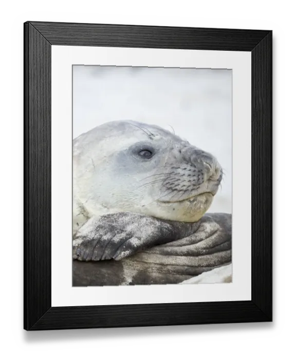 Framed Print : Southern elephant seal (Mirounga leonina), male, after harem