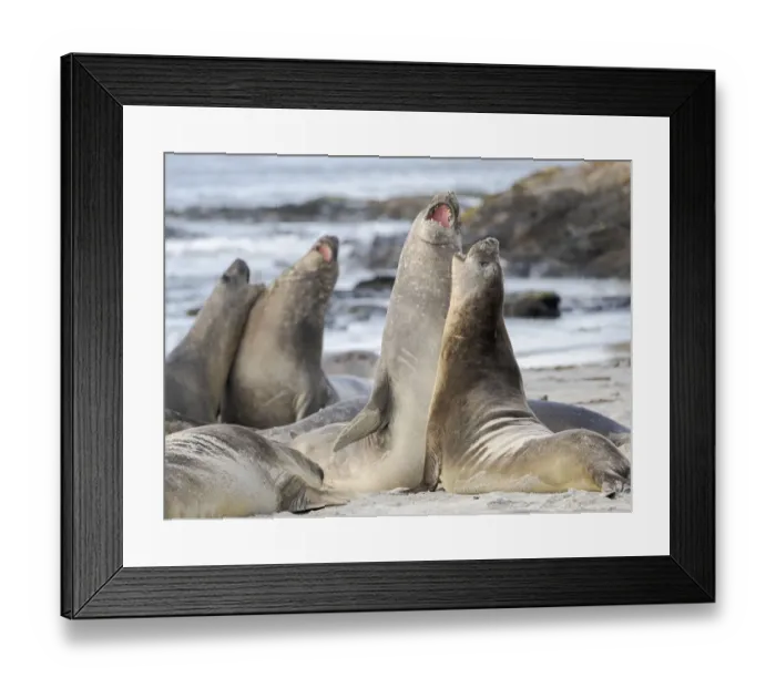 Framed Print : Southern elephant seal (Mirounga leonina) after harem and breeding season