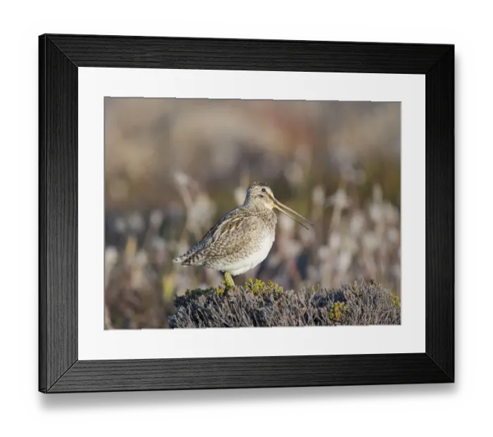 Framed Print : Magellan Snipe (Gallinago magellanica), taxonomy under dispute