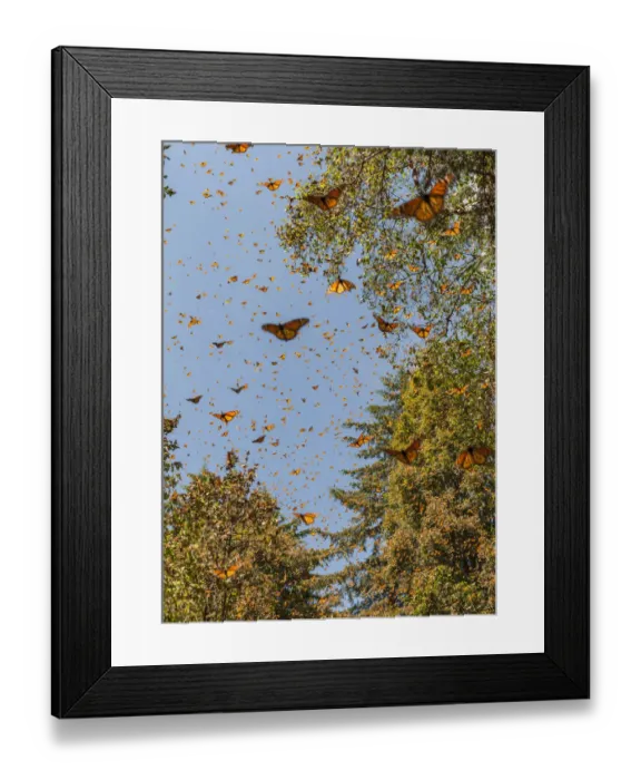 Framed Print : Masses of monarch butterflies in Flight, Cerro Pelon (Macheros) monarch butterfly reserve Framed Print : Masses of monarch butterflies in Flight, Cerro Pelon (Macheros) monarch butterfly reserve