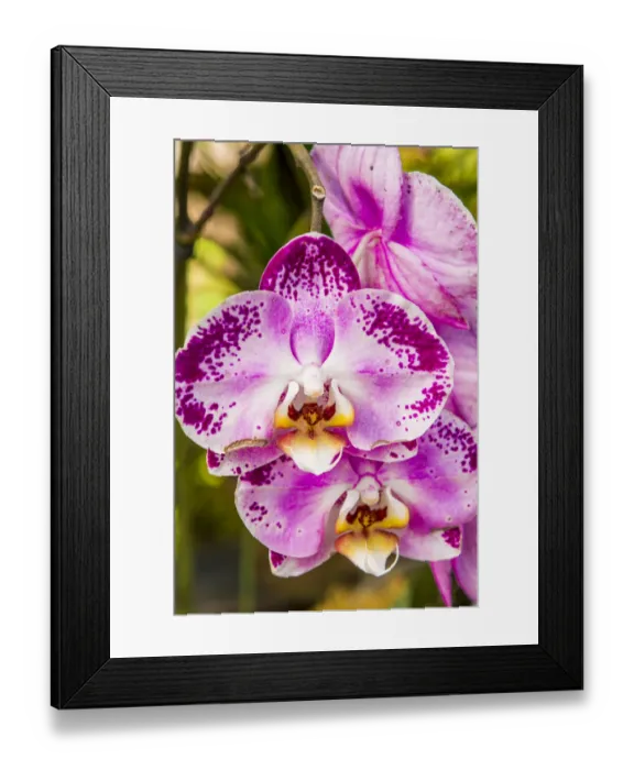 Framed Print : Flowers at the Puerto Vallarta Botanical Garden, Puerto Vallarta, Jalisco, Mexico Framed Print : Flowers at the Puerto Vallarta Botanical Garden, Puerto Vallarta, Jalisco, Mexico