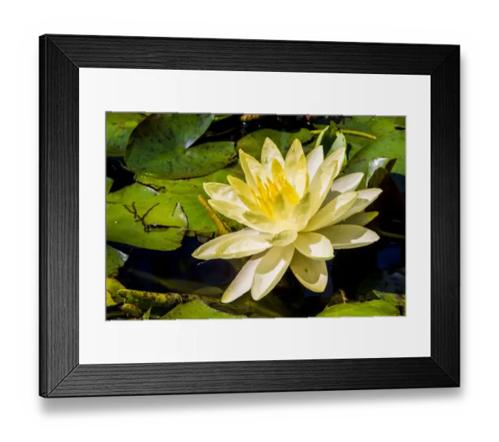 Framed Print : Water lily Puerto Vallarta Botanical Garden, Puerto Vallarta, Jalisco, Mexico Framed Print : Water lily Puerto Vallarta Botanical Garden, Puerto Vallarta, Jalisco, Mexico
