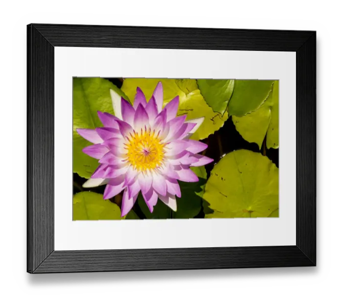 Framed Print : Water lily Puerto Vallarta Botanical Garden, Puerto Vallarta, Jalisco, Mexico