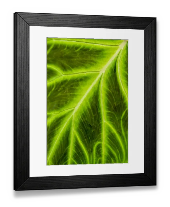 Framed Print : Leaf veins Puerto Vallarta Botanical Garden, Puerto Vallarta, Jalisco, Mexico Framed Print : Leaf veins Puerto Vallarta Botanical Garden, Puerto Vallarta, Jalisco, Mexico