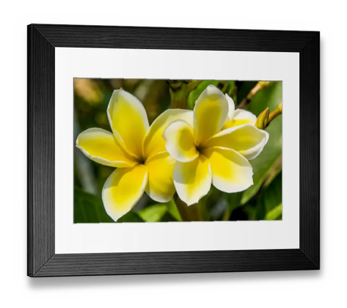Framed Print : Puerto Vallarta Botanical Garden, Puerto Vallarta, Jalisco, Mexico Framed Print : Puerto Vallarta Botanical Garden, Puerto Vallarta, Jalisco, Mexico