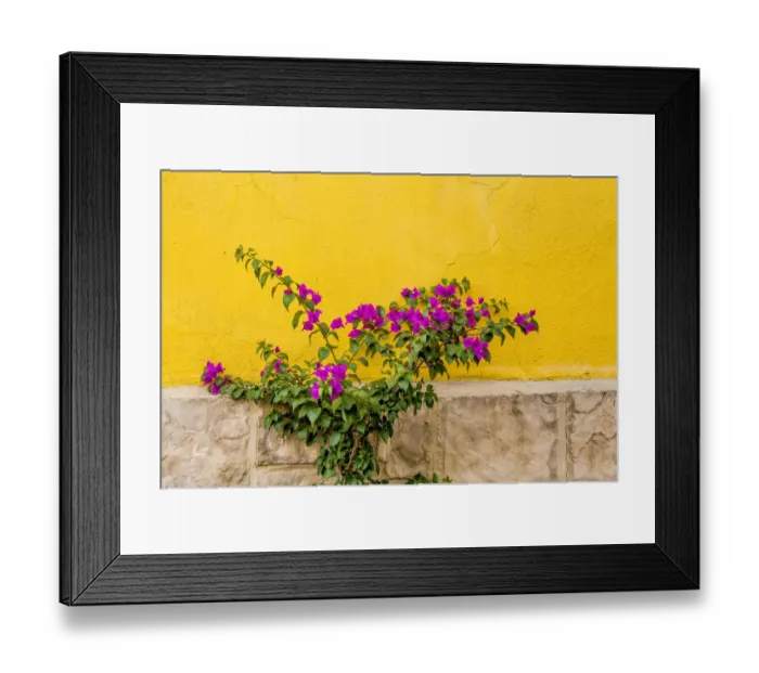 Framed Print : Plant against wall in Tlaquepaque, near Guadalajara, Jalisco, Mexico Framed Print : Plant against wall in Tlaquepaque, near Guadalajara, Jalisco, Mexico