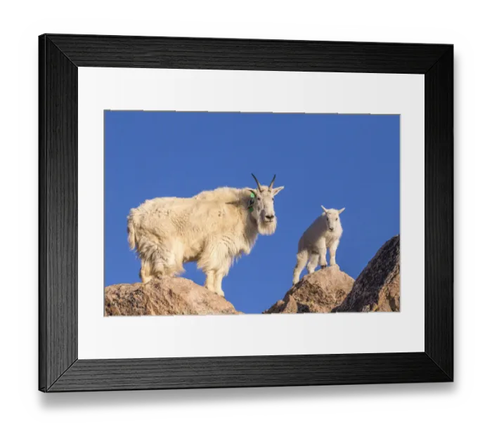 Framed Print : USA, Colorado, Mt. Evans. Mountain goat nanny and kid atop rock Framed Print : USA, Colorado, Mt. Evans. Mountain goat nanny and kid atop rock