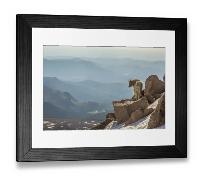 Framed Print : USA, Colorado, Mt. Evans. Mountain goat on rocky overlook