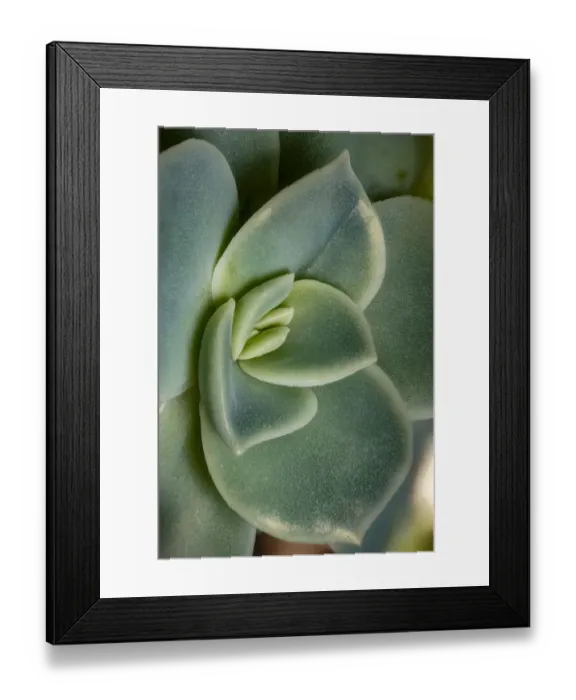 Framed Print : USA, Colorado, Ft. Collins. Echeveria succulent. Credit as Fred Lord  /  Jaynes Gallery  / 