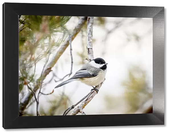 USA, Colorado, Ft. Collins. Black-capped chickadee. Credit as Fred Lord  /  Jaynes Gallery