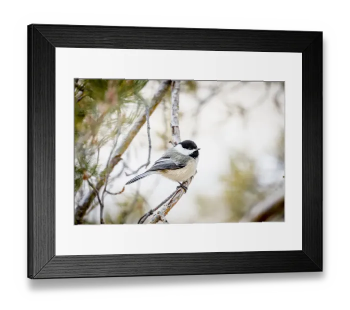 Framed Print : USA, Colorado, Ft. Collins. Black-capped chickadee. Credit as Fred Lord / Jaynes Gallery Framed Print : USA, Colorado, Ft. Collins. Black-capped chickadee. Credit as Fred Lord / Jaynes Gallery