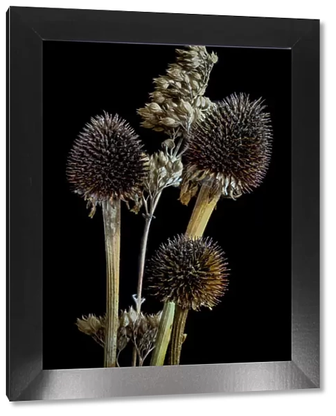 USA, Colorado, Ft. Collins. Mixed dried coneflowers. Credit as Fred Lord  /  Jaynes Gallery