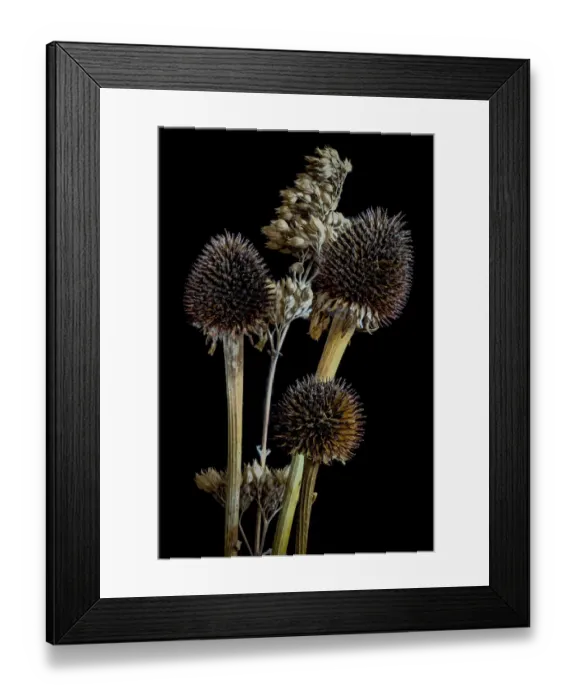 Framed Print : USA, Colorado, Ft. Collins. Mixed dried coneflowers. Credit as Fred Lord / Jaynes Gallery Framed Print : USA, Colorado, Ft. Collins. Mixed dried coneflowers. Credit as Fred Lord / Jaynes Gallery