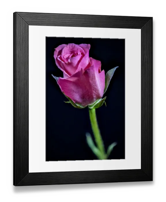 Framed Print : USA, Colorado, Ft. Collins. Rose flower close-up. Credit as Fred Lord / Jaynes Gallery / Framed Print : USA, Colorado, Ft. Collins. Rose flower close-up. Credit as Fred Lord / Jaynes Gallery /