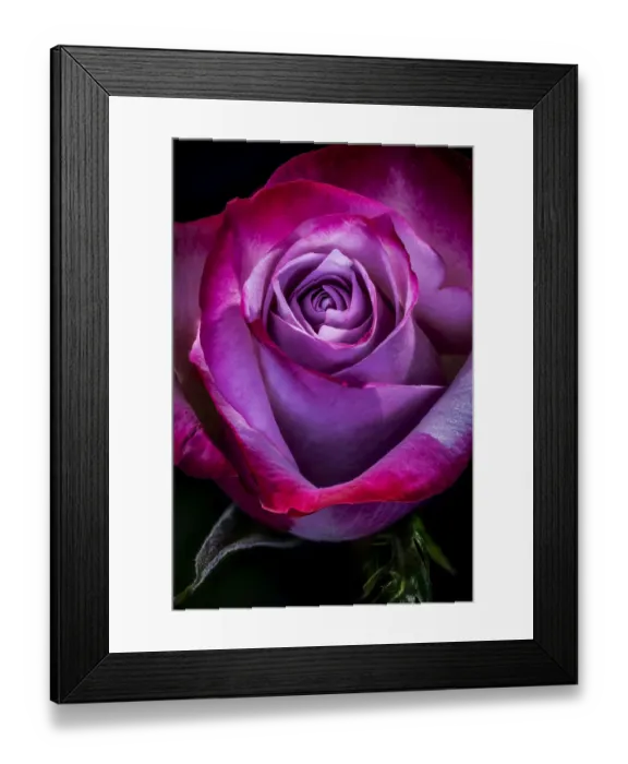 Framed Print : USA, Colorado, Ft. Collins. Rose flower close-up. Credit as Fred Lord  /  Jaynes Gallery  / 
