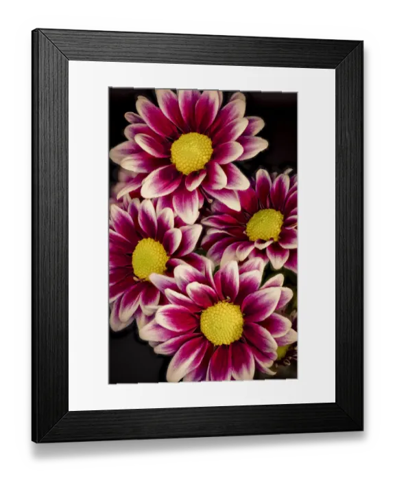 Framed Print : USA, Colorado, Ft. Collins. Daisies close-up. Credit as Fred Lord / Jaynes Gallery / Framed Print : USA, Colorado, Ft. Collins. Daisies close-up. Credit as Fred Lord / Jaynes Gallery /