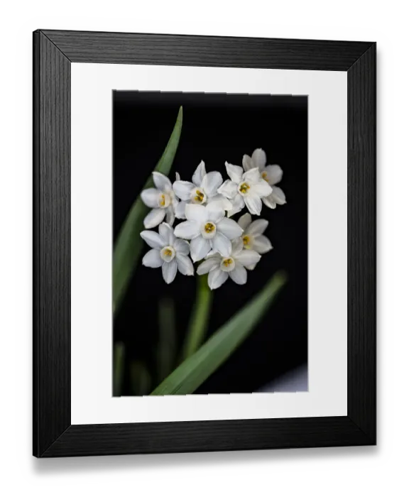 Framed Print : USA, Colorado, Ft. Collins. Paperwhite flower and stems