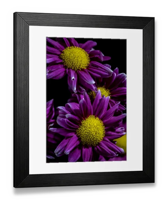 Framed Print : USA, Colorado, Ft. Collins. Daisies close-up. Credit as Fred Lord  /  Jaynes Gallery  / 