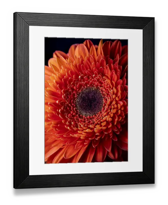 Framed Print : USA, Colorado, Ft. Collins. Orange gerbera daisy. Credit as Fred Lord  /  Jaynes Gallery  / 