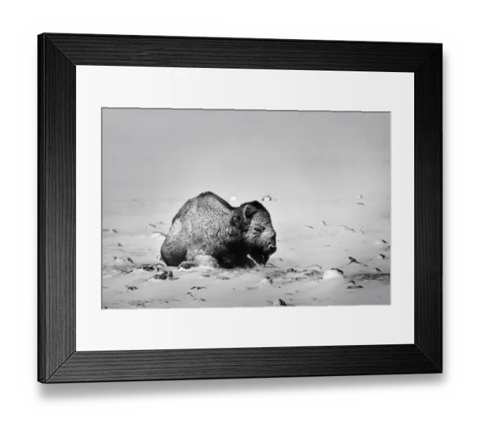 Framed Print : USA, Colorado. Bison lies on snow-covered mountain pasture
