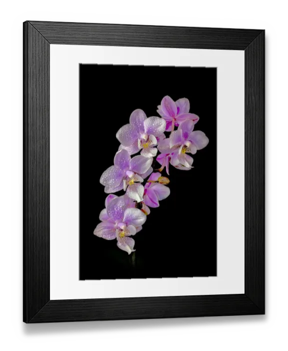 Framed Print : USA, Colorado, Ft. Collins. Wet phalaenopsis orchids. Credit as Fred Lord  /  Jaynes