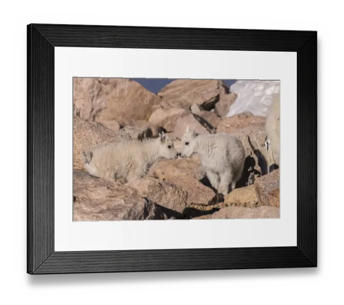 Framed Print : USA, Colorado, Mt. Evans. Mountain goat kids greeting. Credit as Framed Print : USA, Colorado, Mt. Evans. Mountain goat kids greeting. Credit as