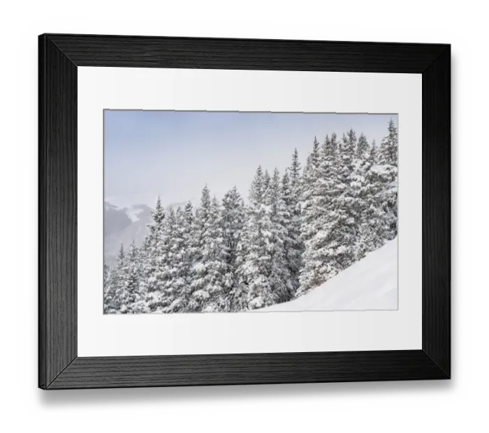 Framed Print : USA, Colorado. Fresh snow on spruce trees. Credit as: Don Grall / Jaynes Gallery / Framed Print : USA, Colorado. Fresh snow on spruce trees. Credit as: Don Grall / Jaynes Gallery /