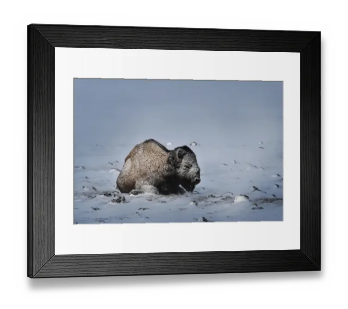 Framed Print : USA, Colorado. Bison lies on snow-covered mountain pasture Framed Print : USA, Colorado. Bison lies on snow-covered mountain pasture