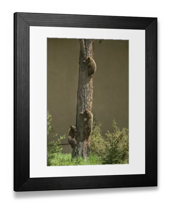 Framed Print : USA, Colorado, Woodland Park. Black bear cubs climbing tree Framed Print : USA, Colorado, Woodland Park. Black bear cubs climbing tree