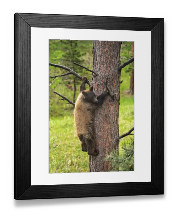 Framed Print : USA, Colorado, Pike National Forest. Black bear subadult descends tree