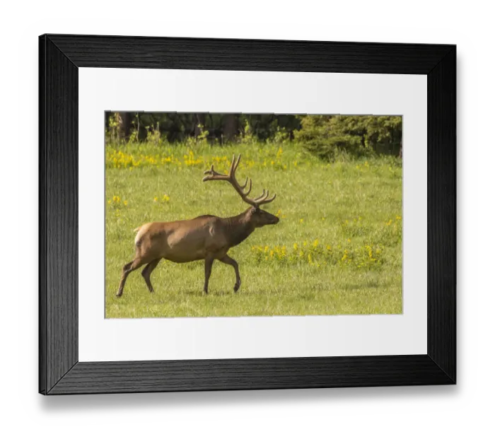 Framed Print : USA, Colorado, Rocky Mountain National Park. Bull elk in field Framed Print : USA, Colorado, Rocky Mountain National Park. Bull elk in field