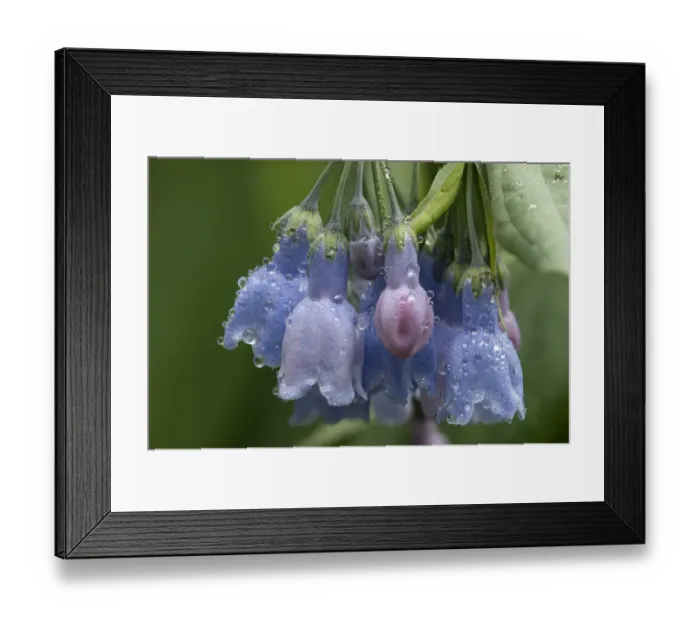 Framed Print : USA, Colorado, Stony Pass. Raindrops on bluebell flowers Framed Print : USA, Colorado, Stony Pass. Raindrops on bluebell flowers