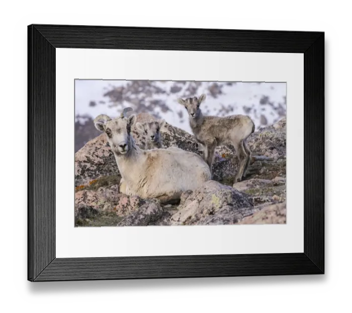 Framed Print : USA, Colorado, Mt. Evans. Rocky Mountain bighorn sheep ewe and lamb resting Framed Print : USA, Colorado, Mt. Evans. Rocky Mountain bighorn sheep ewe and lamb resting