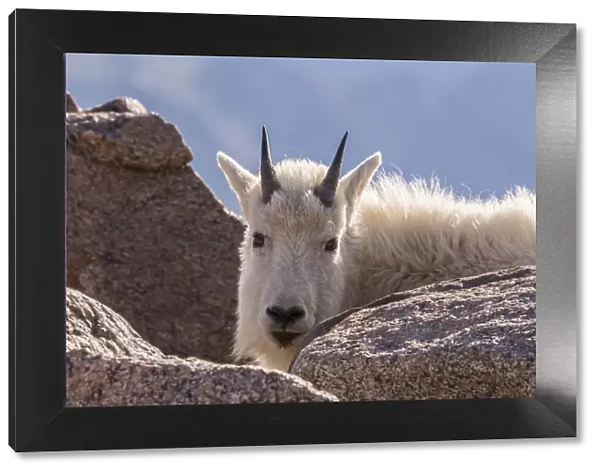 USA, Colorado, Mt. Evans. Young mountain goat and rocks