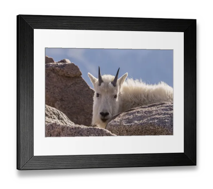 Framed Print : USA, Colorado, Mt. Evans. Young mountain goat and rocks