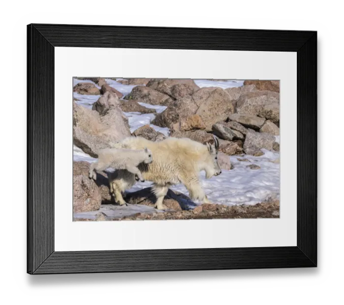 Framed Print : USA, Colorado, Mt. Evans. Mountain goat nanny and jumping kid Framed Print : USA, Colorado, Mt. Evans. Mountain goat nanny and jumping kid