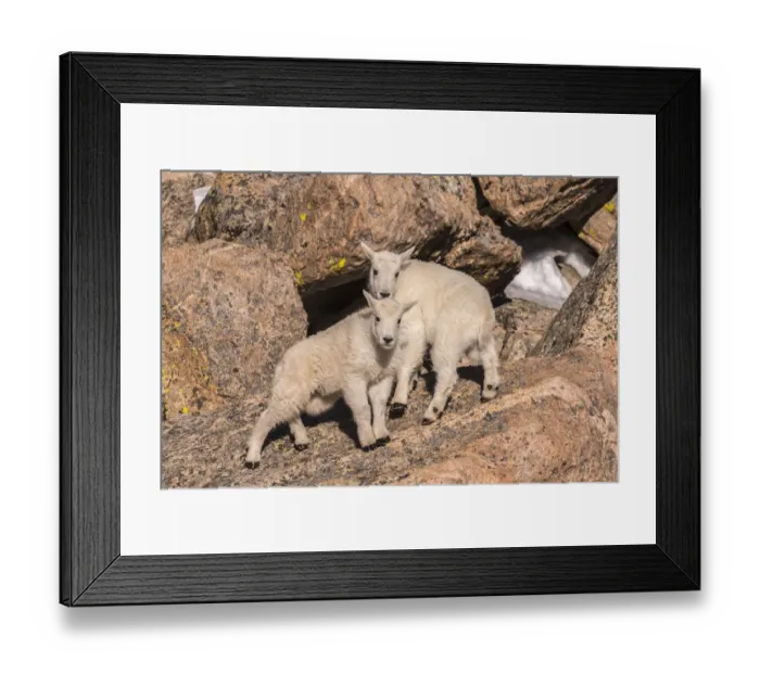 Framed Print : USA, Colorado, Mt. Evans. Young mountain goats on rocks Framed Print : USA, Colorado, Mt. Evans. Young mountain goats on rocks