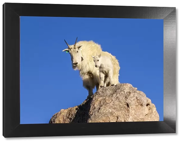 USA, Colorado, Mt. Evans. Mountain goat nanny and kit atop rock