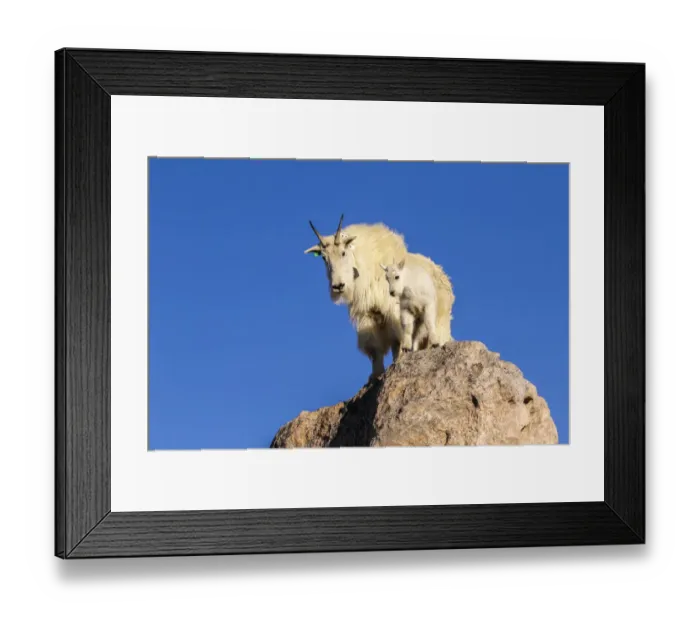 Framed Print : USA, Colorado, Mt. Evans. Mountain goat nanny and kit atop rock
