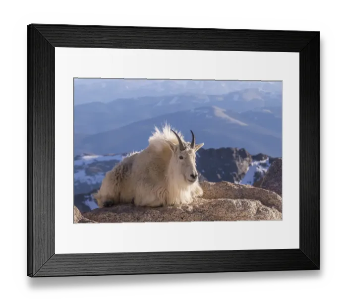 Framed Print : USA, Colorado, Mt. Evans. Mountain goat on rocky overlook Framed Print : USA, Colorado, Mt. Evans. Mountain goat on rocky overlook