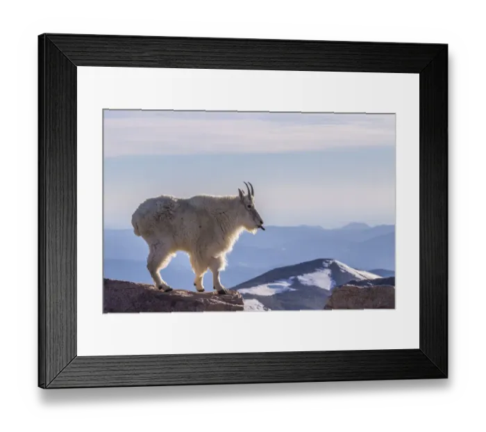 Framed Print : USA, Colorado, Mt. Evans. Mountain goat sticking out its tongue atop rock Framed Print : USA, Colorado, Mt. Evans. Mountain goat sticking out its tongue atop rock
